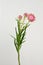 Pink helichrysum Straw flower bloomingÂ on white background